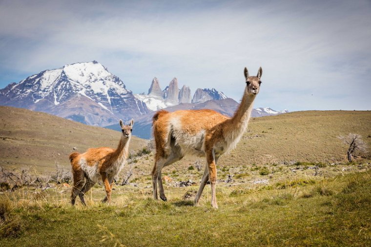 095 Torres Del Paine, guanaco.jpg